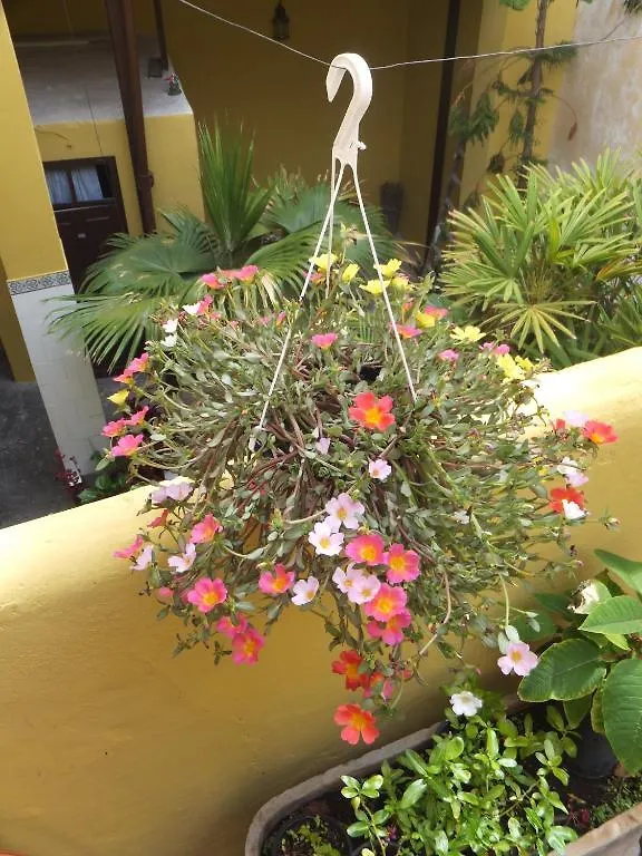Guest house Casa Colonial Cejas Hotel Santa Cruz de Tenerife